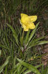 Bigfruit evening primrose